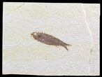 Bargain Knightia Fossil Fish - Wyoming #39660-1